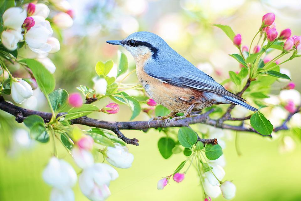 10 fascinerande fakta om världens fåglar