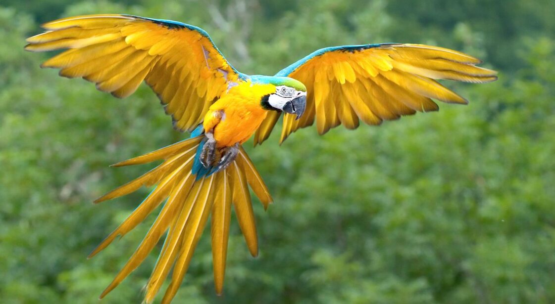 Zoologi: Den fascinerande studien av fåglar