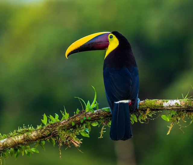 Huvudriktningar för ornitologi: Att utforska fåglarnas värld